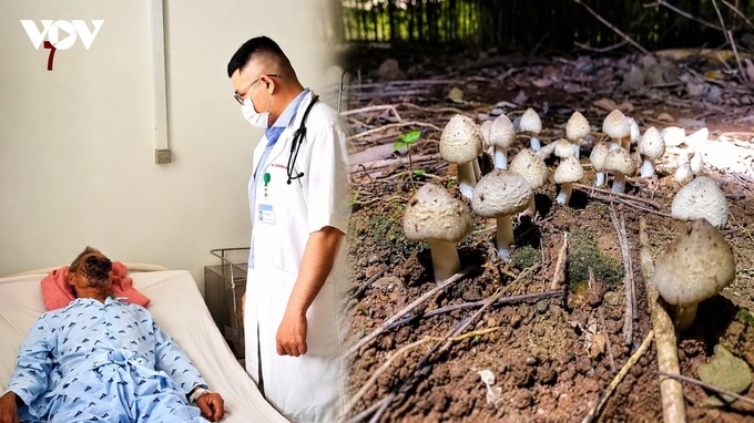 Wild mushroom poisoning cases increase in Tay Ninh - 1