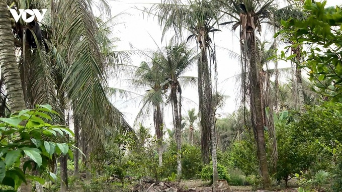 Vinh Long bans illegal breeding and spread of palm weevils - 1