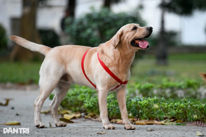 Danang to impound stray dogs and cats - 1