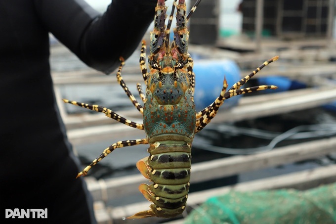 China spends more than USD 500 million on Vietnamese lobster - 1 China spends more than USD 500 million on Vietnamese lobster - 1