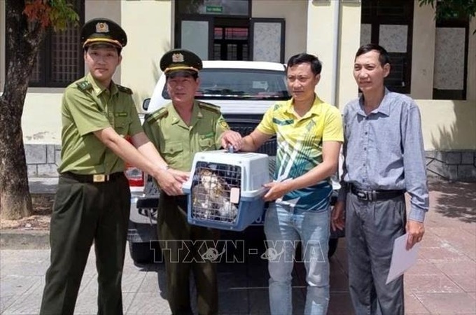 Six rare wild animals rescued in central Vietnam - 1