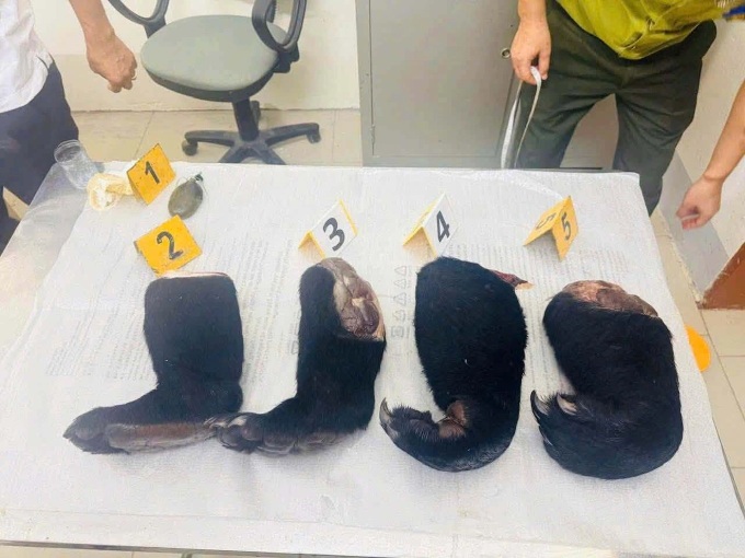 Man charged over trafficking bear paws in Son La - 1