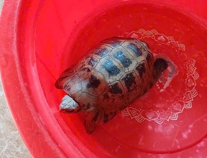 Ha Tinh residents hand over rare turtle for release into wild - 1