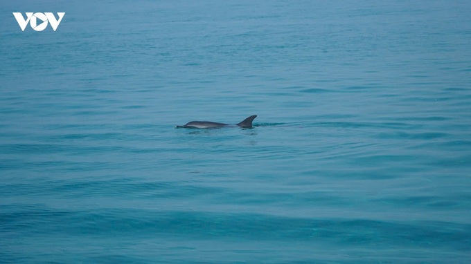Pod of more than 10 dolphins spotted off Ly Son - 1
