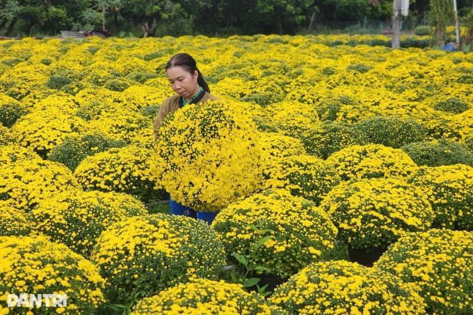 Vinh Long commune takes flowers, seedlings to TikTok Shop - 1 Vinh Long commune takes flowers, seedlings to TikTok Shop - 1