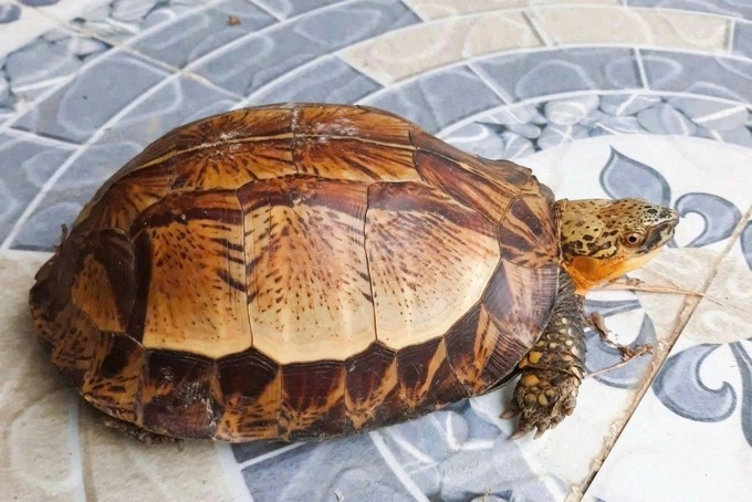 Rare golden-headed box turtle found, released in Nghe An - 1