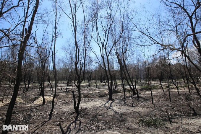 Repeated fires damage Quang Tri coastal forest - 1