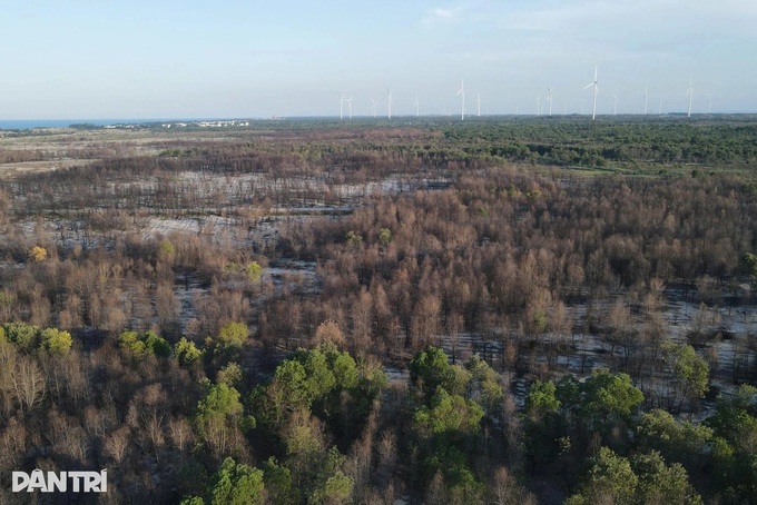 Repeated fires damage Quang Tri coastal forest - 2