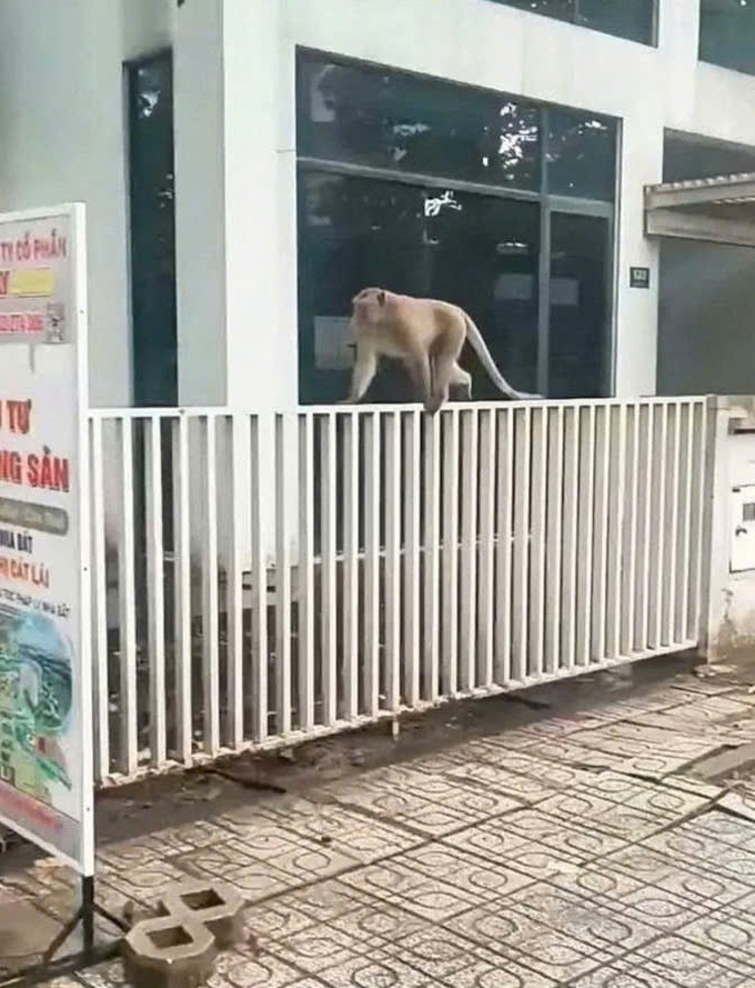 Sedated monkey captured after terrorising Ho Chi Minh City neighbourhood - 1