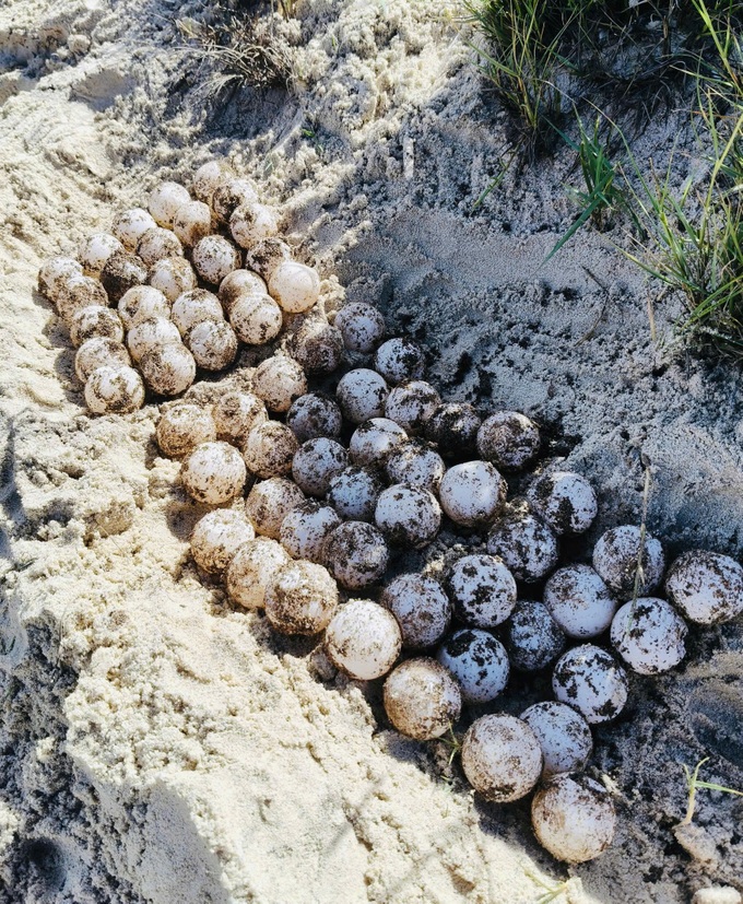 Sea turtle lays 82 eggs on Lam Dong island - 1