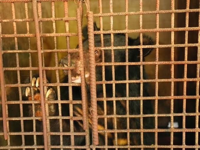 Haiphong family hands over bear after 24 years in captivity - 1