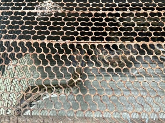 Rare python voluntarily handed over to authorities in Khanh Hoa - 1