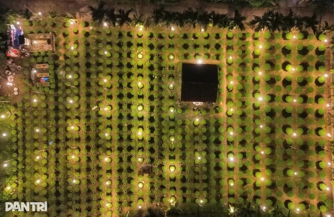 Quang Ngai farmers use night lights to time Tet blooms - 3