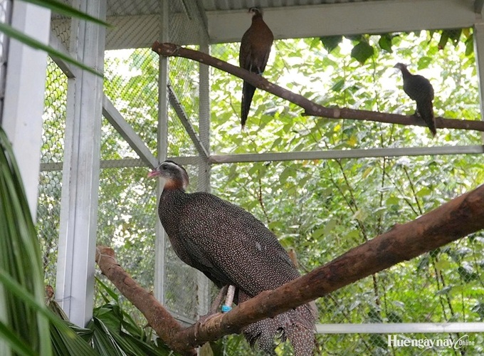 HCM City zoo transfers 21 rare pheasants to Bach Ma National Park - 1 HCM City zoo transfers 21 rare pheasants to Bach Ma National Park - 1