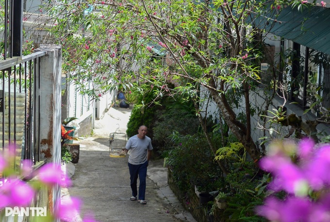 Ancient peach trees bloom three months before Tet in Dalat - 1