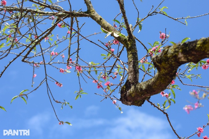 Ancient peach trees bloom three months before Tet in Dalat - 4
