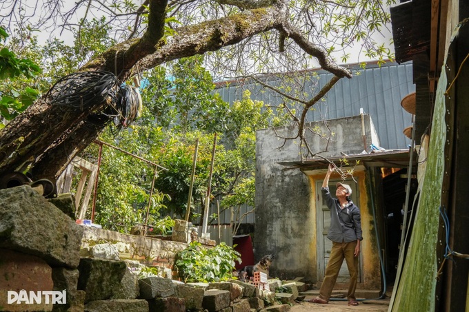 Ancient peach trees bloom three months before Tet in Dalat - 5
