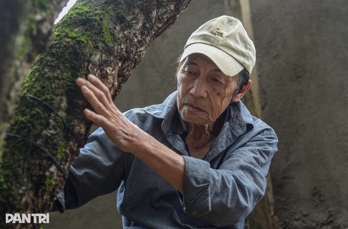 Ancient peach trees bloom three months before Tet in Dalat - 6