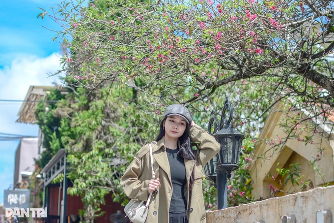Ancient peach trees bloom three months before Tet in Dalat - 8