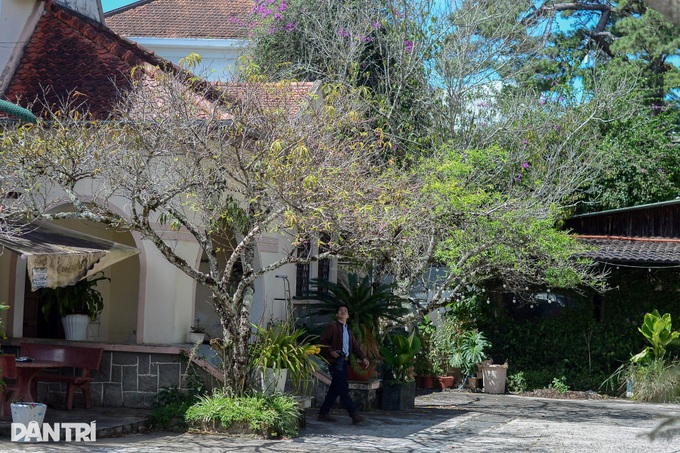 Ancient peach trees bloom three months before Tet in Dalat - 9