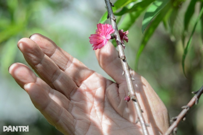 Ancient peach trees bloom three months before Tet in Dalat - 10