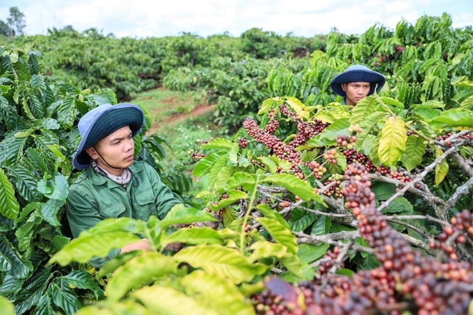 “Khoảng thở” cho nông sản Việt - 1