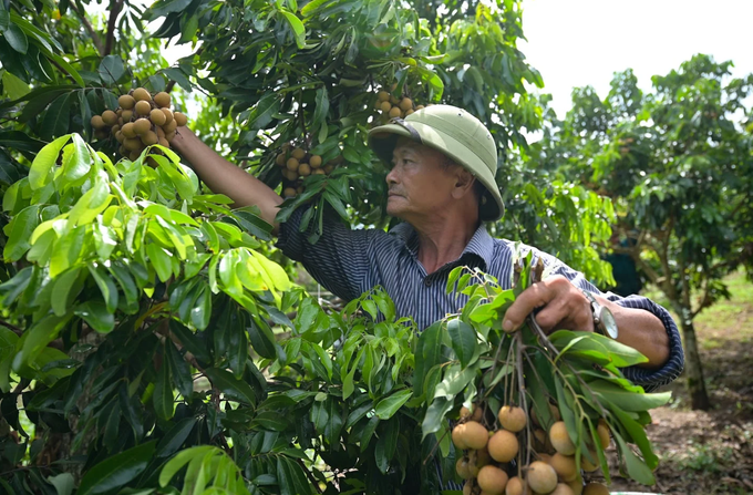 Kinh tế xanh: Mở hướng sinh kế bền vững cho đồng bào dân tộc thiểu số - 1