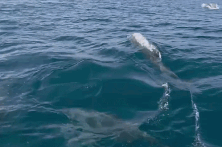 Fisherman spots pod of about 1,000 dolphins near Phu Quy Island - 1
