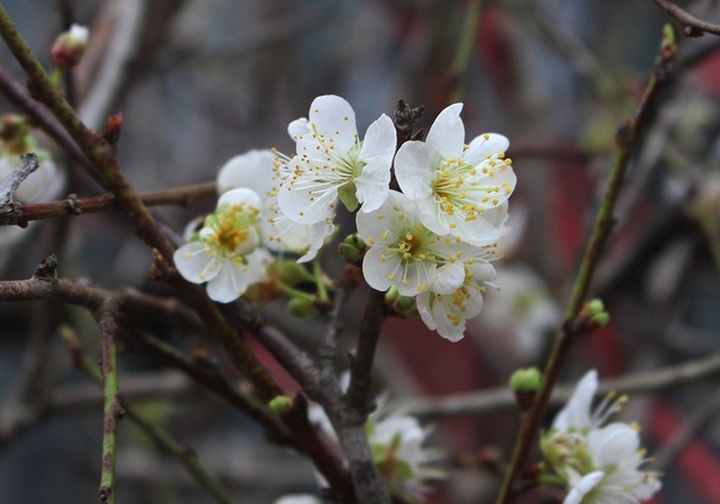 1 triệu đồng 1 cành hoa mơ rừng, dân Hà thành giành nhau mua về trưng Tết - 1