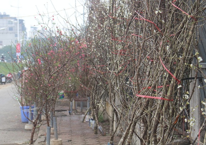 1 triệu đồng 1 cành hoa mơ rừng, dân Hà thành giành nhau mua về trưng Tết - 2