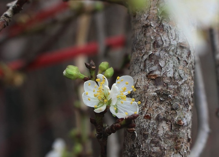1 triệu đồng 1 cành hoa mơ rừng, dân Hà thành giành nhau mua về trưng Tết - 3