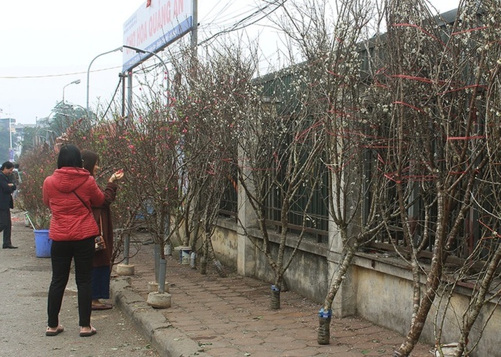1 triệu đồng 1 cành hoa mơ rừng, dân Hà thành giành nhau mua về trưng Tết - 4