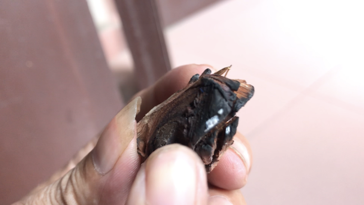 Gỗ sưa thật sau khi đốt sẽ có mùi thơm dịu, tro tàn sẽ có màu trắng và không có chất dầu