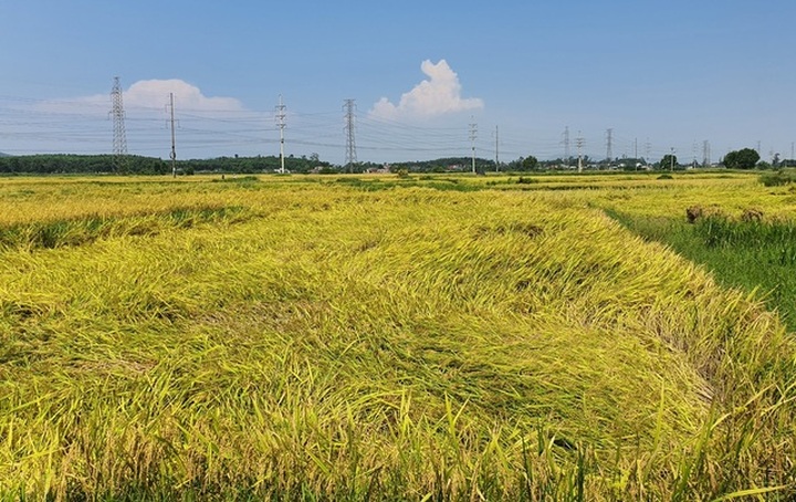 Máy gặt không dám đến ruộng, nông dân ngồi trên đống lửa - 1