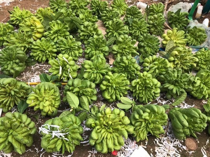 50 triệu đồng mua 500 quả phật thủ bán Tết, 10 ngày ăn lãi gấp đôi - 1