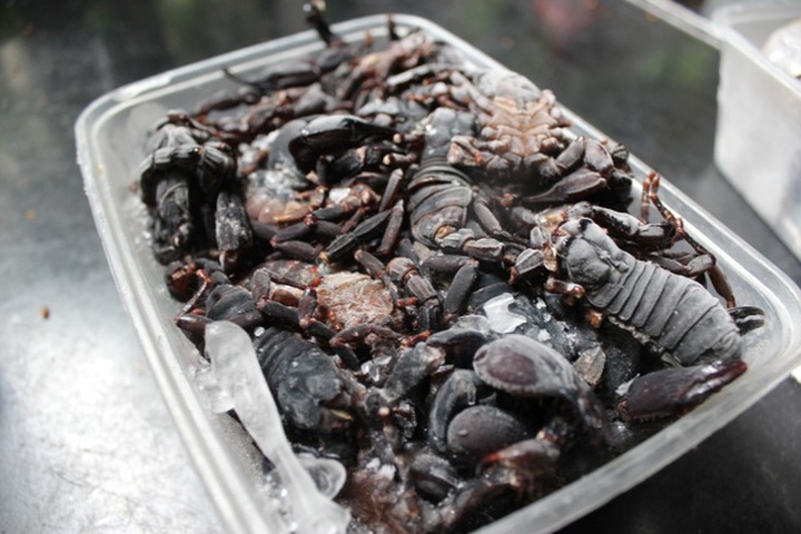 500 nghìn một cân bọ cạp, chị em không tiếc săn lùng làm món nhậu đãi chồng - 2