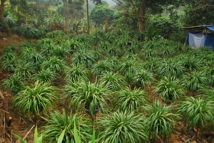 80 triệu đồng 1 chậu hoa địa lan Trần Mộng Sa Pa chơi Tết   - 1