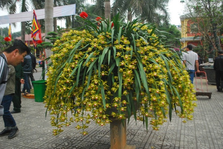 80 triệu đồng 1 chậu hoa địa lan Trần Mộng Sa Pa chơi Tết   - 2