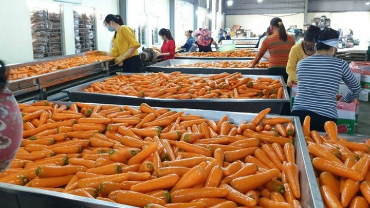 Ác mộng vì dịch: Doanh nghiệp rầu ruột, cả núi nông sản chưa biết đổ đâu - 1