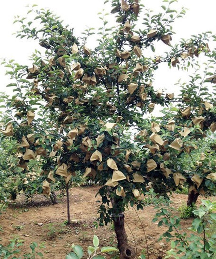 Ấn Độ: Lo sợ nhiễm loại hóa chất độc hại, cấm cửa táo Trung Quốc - Ảnh 2.