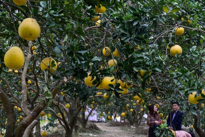 Anh nông dân thu 5 tỷ đồng mỗi năm nhờ 3.000 gốc bưởi Diễn - 1