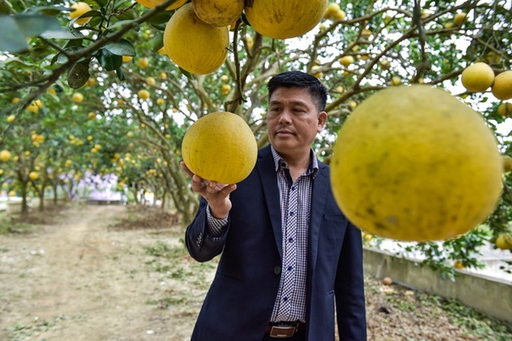 Anh nông dân thu 5 tỷ đồng mỗi năm nhờ 3.000 gốc bưởi Diễn - 2