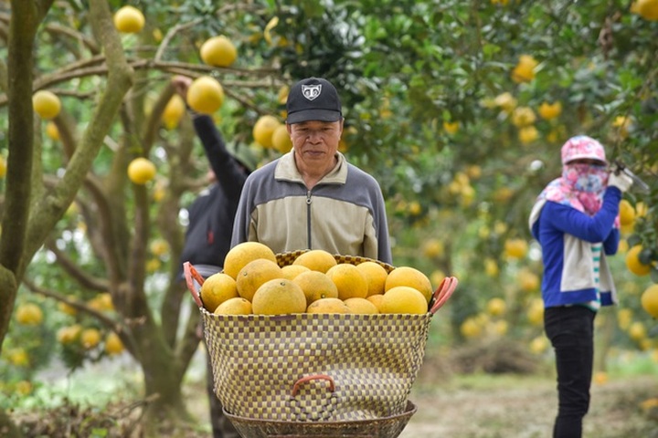 Anh nông dân thu 5 tỷ đồng mỗi năm nhờ 3.000 gốc bưởi Diễn - 3