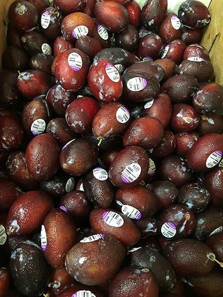 Hiện, mận Úc nhập khẩu được rao bán từ 130.000 - 300.000 đồng/kg nhưng vẫn rất nhiều người tìm mua. (Ảnh: Fruitshop)