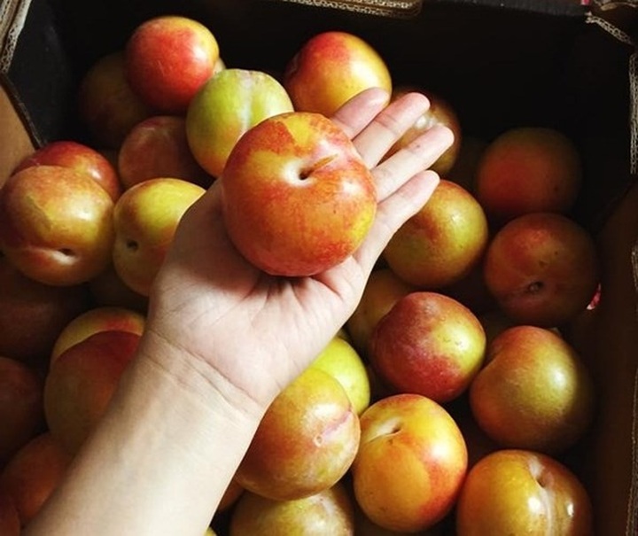 
Mận vàng Úc hay còn gọi là mận October Sun Plum, vỏ quả có màu vàng bắt mắt. 1kg mận vàng Úc được khoảng 5 quả và có giá trên 300.000 đồng/kg. Loại mận này có vị ngọt mát thuần, không hề chát hay có 1 chút vị chua như các loại mận khác. 
