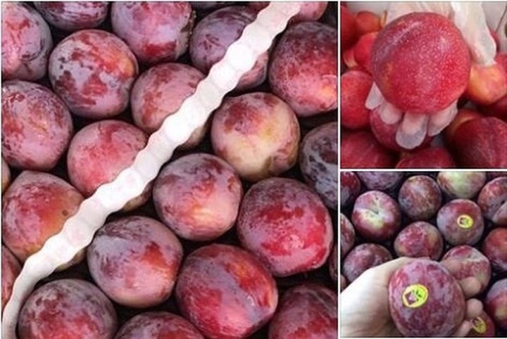 Khách muốn mua các loại mận Mỹ, mận Úc, mận Chile hay mận Nam Phi… có thể chọn mua  tại các cửa hàng hoa quả nhập khẩu hay các sạp hoa quả trên phố mà không cần phải đặt hàng trước. Giá bán dao động từ 300.000-700.000 đồng tuỳ loại. (Ảnh: Vietnamnet)