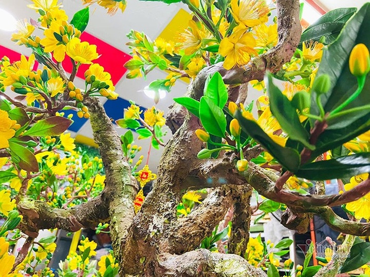 Bà chủ Sài Gòn dùng 35 kg đất sét làm cây mai cao 2 m chơi Tết - 2