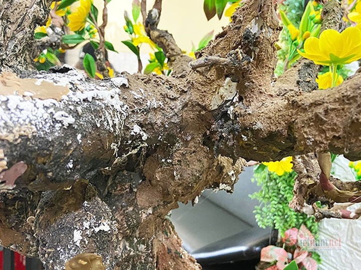 Bà chủ Sài Gòn dùng 35 kg đất sét làm cây mai cao 2 m chơi Tết - 11