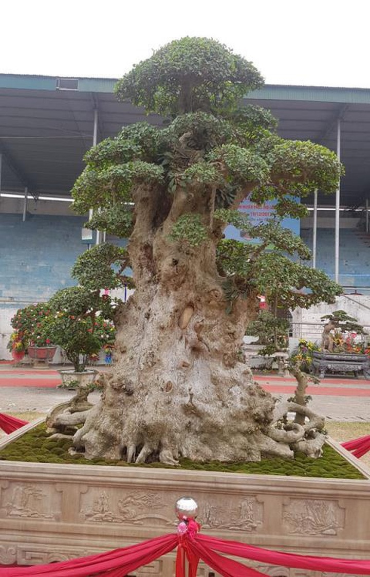 Bán cây Lão mai đại thọ 7 tỷ đồng: Giá thật bao nhiêu? - 1