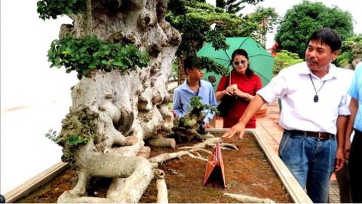 Bán cây Lão mai đại thọ 7 tỷ đồng: Giá thật bao nhiêu? - 2